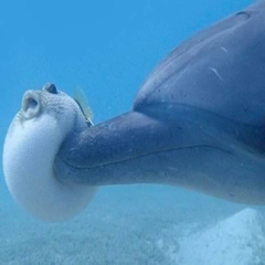 平民の極みのアイコン