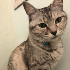 エドワード・ティーチ@fgoのアイコン