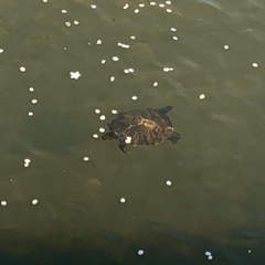 しげのアイコン