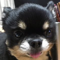 イサチルオヤジのアイコン