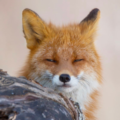 クロックスのげんのアイコン