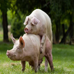 Akiraのアイコン