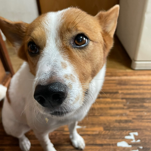 肉球王ろんのアイコン