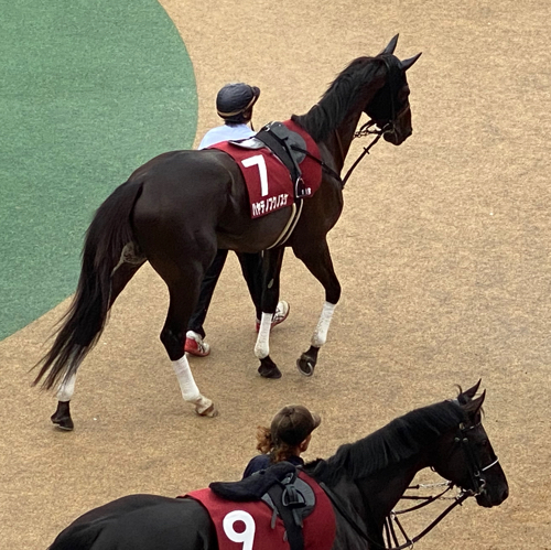 サトリオウのアイコン