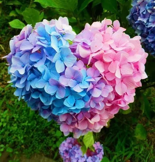 恋紫陽花のアイコン