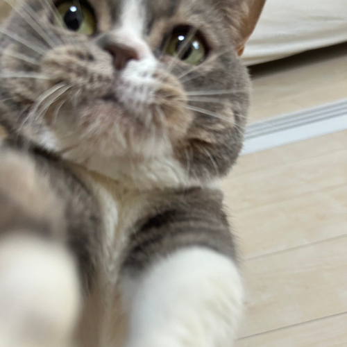 リバティさくらのアイコン