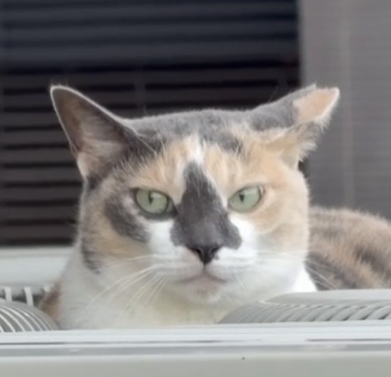 まるおのアイコン