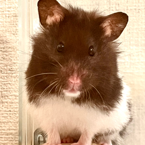 リポビのアイコン