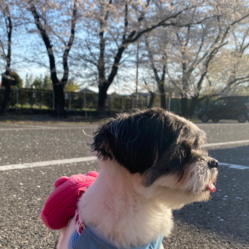 つむぎのアイコン