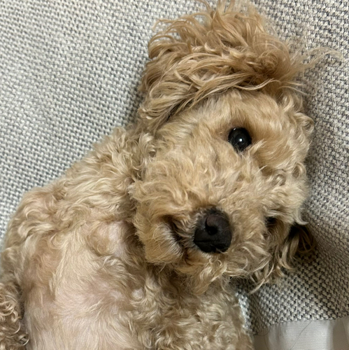 春夏のアイコン