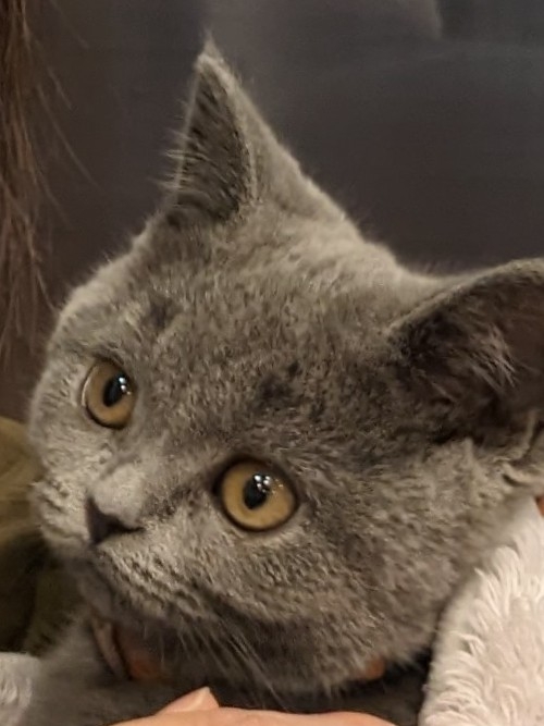 にゃんきちのアイコン