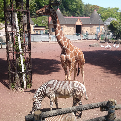 シュガーガガガSPのアイコン