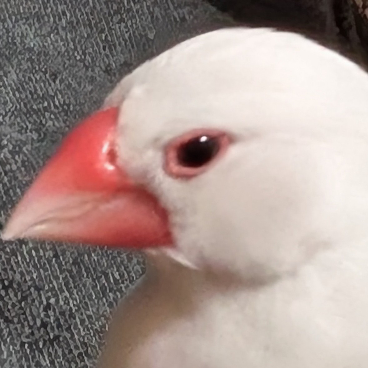 かわたゆうくのアイコン
