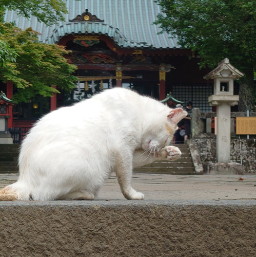 こさのアイコン