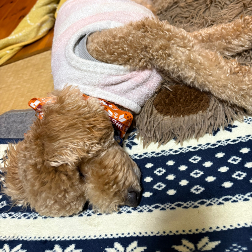 虎と犬のアイコン