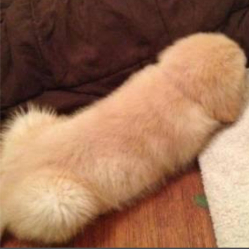 隼兎のアイコン