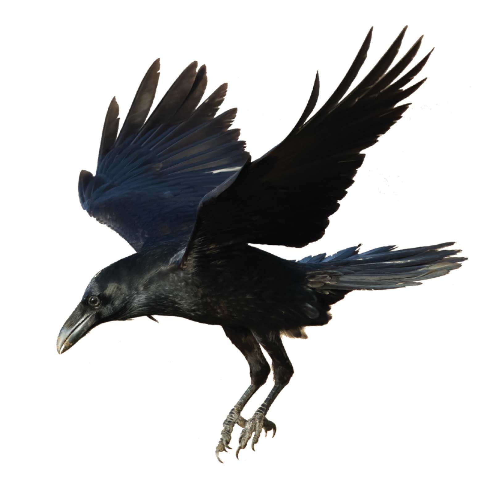 raven_crowのアイコン