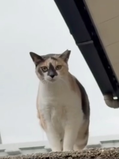 まるのアイコン