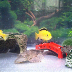 アカサタナのアイコン