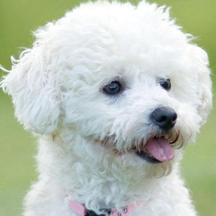 QUEEN1076のアイコン