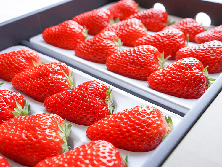 紅い口福（あかいこうふく）」| 期間限定 特選 プレミアムいちご 大粒