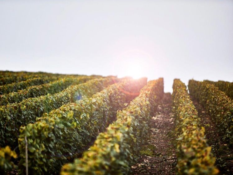 限定1本】アンリオ ロゼ・ミレジメ 1988（1,500ml/マグナムボトル