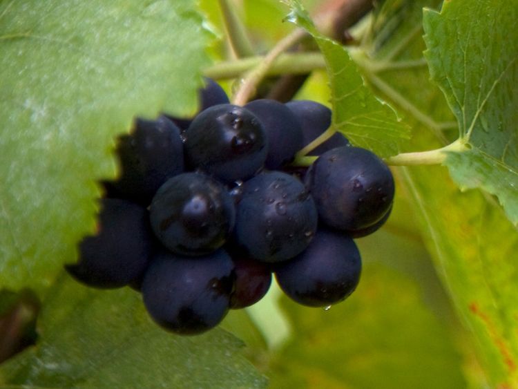 限定12本】ドメーヌ プリューレ・ロック ニュイ・サン・ジョルジュ