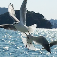 海輝子