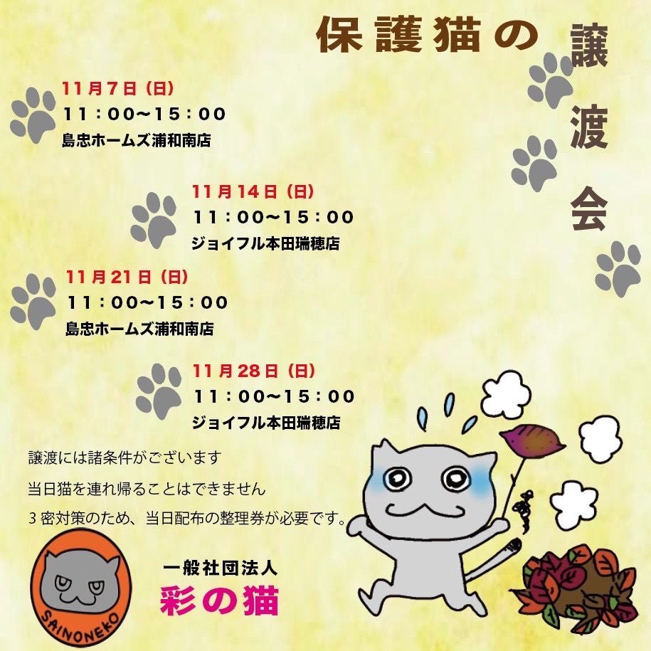 11 21彩の猫 保護猫譲渡会 一般社団法人 彩の猫 保護犬 保護猫の里親募集サイトならomusubi お結び