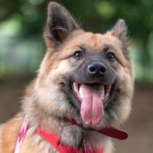 人のそばが好き モフモフで賢い女の子 雑種 ミックス犬 ちばわん 保護犬 保護猫の里親募集サイトならomusubi お結び