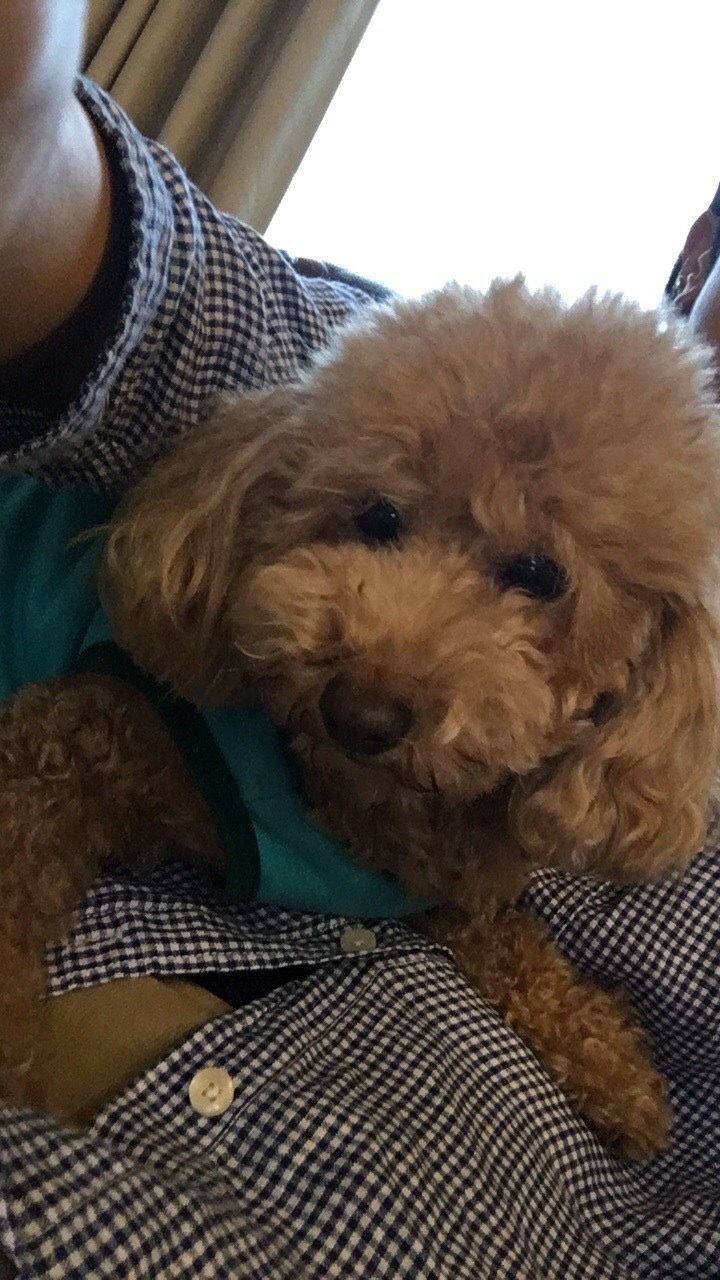 可愛くて甘やかしたくなっちゃうね ファーファちゃん トイプードル 一般社団法人sora小さな命を救う会 保護犬 保護猫の里親募集サイトならomusubi お結び