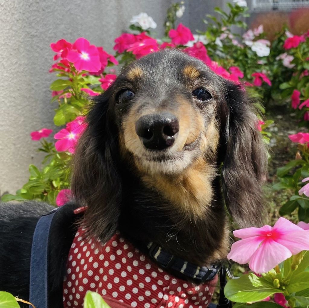 https://s3-ap-northeast-1.amazonaws.com/dev.ribbon-s3-jpn/image-pet-10312-20211213225951-0.jpeg