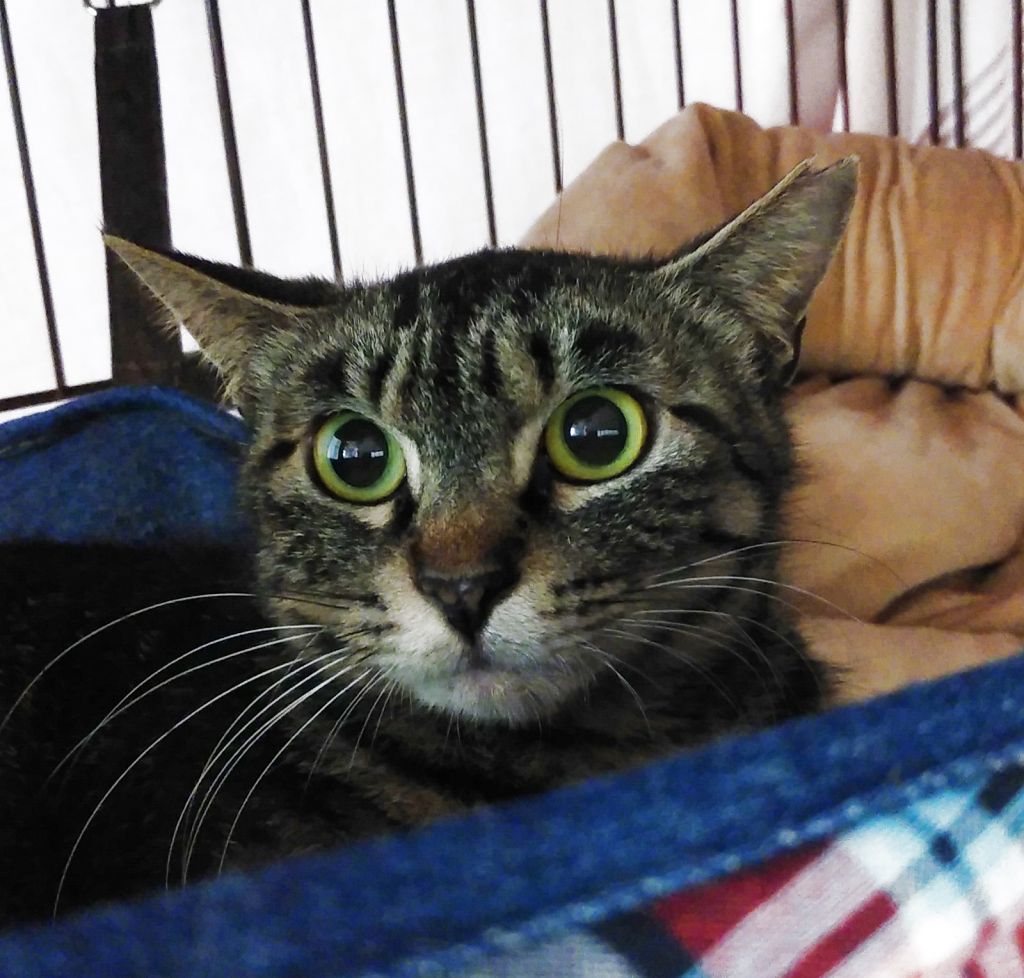 撫でられるの大好き サリーちゃん 雑種 ミックス猫 猫の里親をさがす会 保護犬 保護猫の里親募集サイトならomusubi お結び