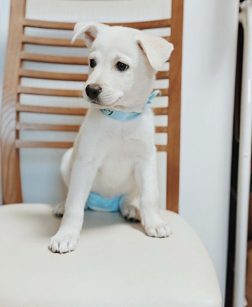 雑種 ミックス犬 犬の里親募集情報 Omusubi 審査制の保護犬猫マッチングサイト