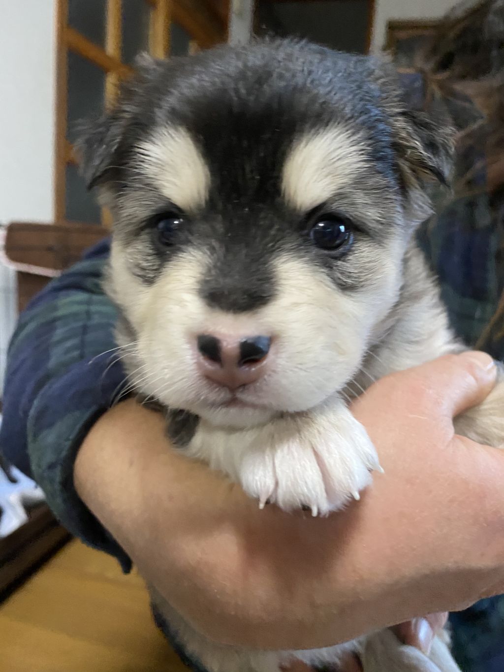 ころころもふもふ1ヶ月の可愛い子犬 雑種 ミックス犬 ななのいえ 保護犬 保護猫の里親募集サイトならomusubi お結び