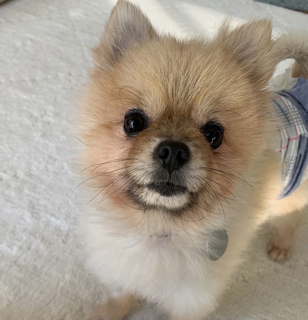 https://s3-ap-northeast-1.amazonaws.com/dev.ribbon-s3-jpn/image-pet-10653-20211123170717-0.jpeg