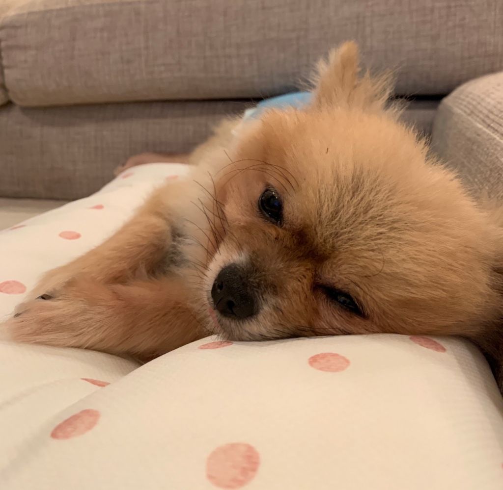 フリフリ尻尾がキュート 元気で甘えん坊のアルルくん ポメラニアン 一般社団法人sora小さな命を救う会 保護犬 保護 猫の里親募集サイトならomusubi お結び