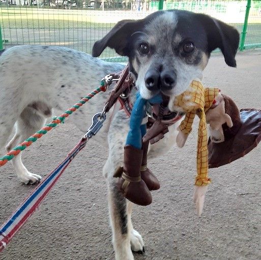 お鼻がチャームポイント 甘えん坊男子 雑種 ミックス犬 ちばわん 保護犬 保護猫の里親募集サイトならomusubi お結び