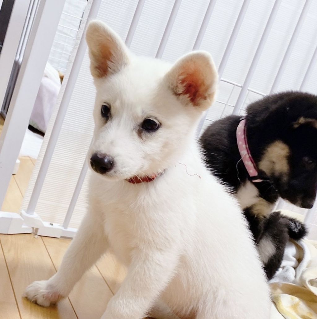 元気いっぱい 人懐こい女の子 将来が楽しみな美人さん 雑種 ミックス犬 特定非営利活動法人アグリドッグレスキュー 保護犬 保護猫の里親募集サイトならomusubi お結び