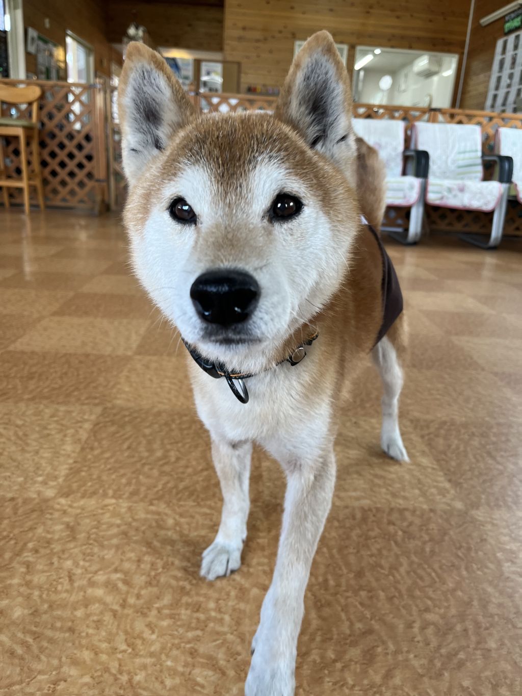 https://s3-ap-northeast-1.amazonaws.com/dev.ribbon-s3-jpn/image-pet-10800-20220206185827-0.jpeg