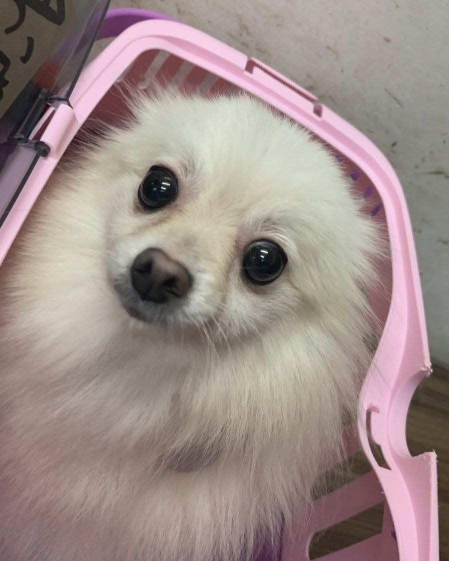 白い妖精みたいだね フワフワてまりちゃん ポメラニアン 一般社団法人sora小さな命を救う会 保護犬 保護 猫の里親募集サイトならomusubi お結び