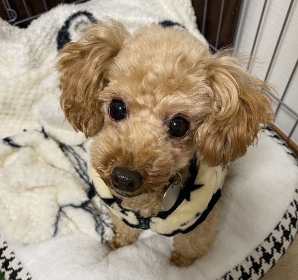 https://s3-ap-northeast-1.amazonaws.com/dev.ribbon-s3-jpn/image-pet-10840-20211206120749-0.jpeg