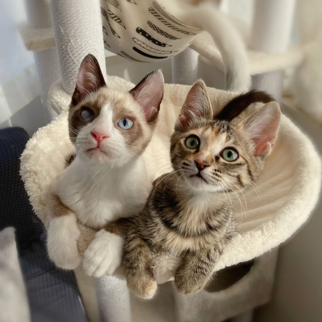 https://s3-ap-northeast-1.amazonaws.com/dev.ribbon-s3-jpn/image-pet-10860-20211229230055-0.jpeg