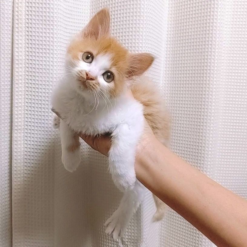 クルクルカールの半長毛 雑種 ミックス猫 たんたん保護猫レスキュー隊 保護犬 保護猫の里親募集サイトならomusubi お結び クルクルカールの半長毛 雑種 ミックス猫 たんたん保護猫レスキュー隊 保護犬 保護猫の里親募集サイトならomusubi お結び