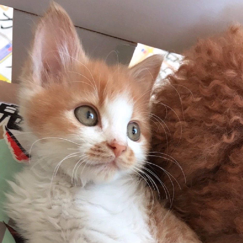 クルクルカールの半長毛 雑種 ミックス猫 たんたん保護猫レスキュー隊 保護犬 保護猫の里親募集サイトならomusubi お結び クルクルカールの半長毛 雑種 ミックス猫 たんたん保護猫レスキュー隊 保護犬 保護猫の里親募集サイトならomusubi お結び