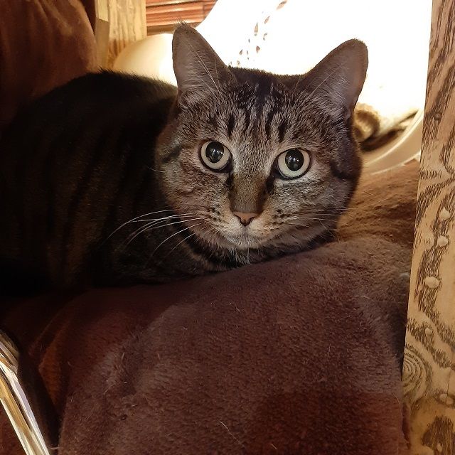 ビビリだけど甘えん坊 面倒見が良く優しいアーニム 雑種 ミックス猫 ちばわん 保護犬 保護猫の里親募集サイトならomusubi お結び