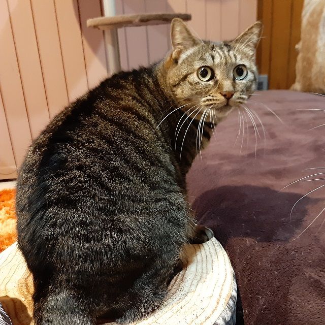 ビビリだけど甘えん坊 面倒見が良く優しいアーニム 雑種 ミックス猫 ちばわん 保護犬 保護猫の里親募集サイトならomusubi お結び