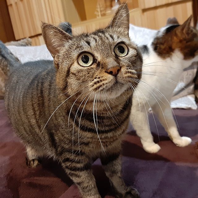 ビビリだけど甘えん坊 面倒見が良く優しいアーニム 雑種 ミックス猫 ちばわん 保護犬 保護猫の里親募集サイトならomusubi お結び