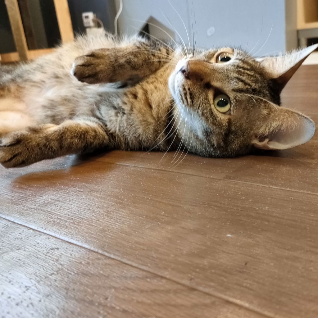 https://s3-ap-northeast-1.amazonaws.com/dev.ribbon-s3-jpn/image-pet-10917-20220211234544-0.jpeg