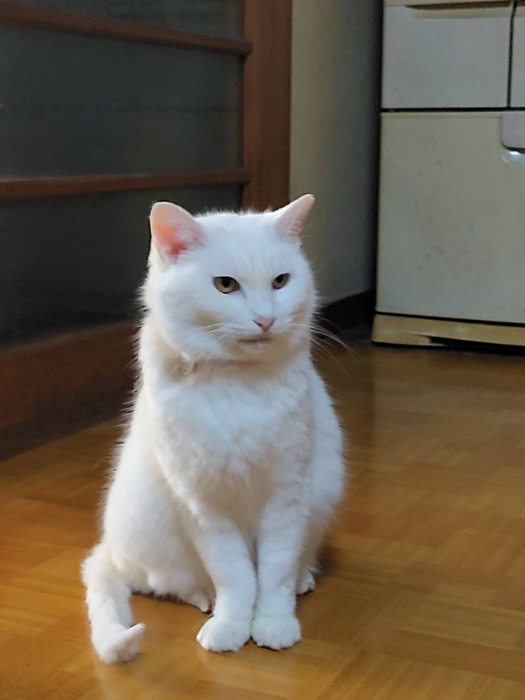 https://s3-ap-northeast-1.amazonaws.com/dev.ribbon-s3-jpn/image-pet-10938-20220127150527-0.jpeg